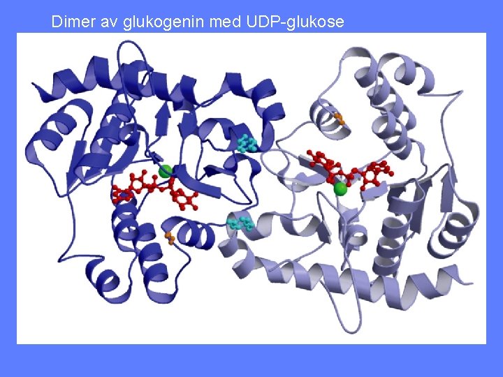 Dimer av glukogenin med UDP-glukose 