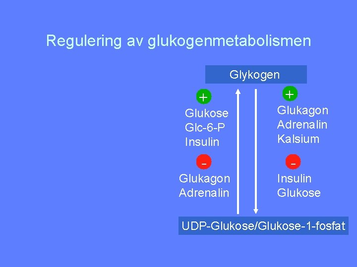 Regulering av glukogenmetabolismen Glykogen + Glukose Glc-6 -P Insulin Glukagon Adrenalin + Glukagon Adrenalin