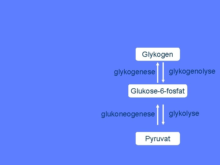 Glykogen glykogenese glykogenolyse Glukose-6 -fosfat glukoneogenese glykolyse Pyruvat 