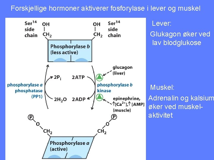 Forskjellige hormoner aktiverer fosforylase i lever og muskel Lever: Glukagon øker ved lav blodglukose
