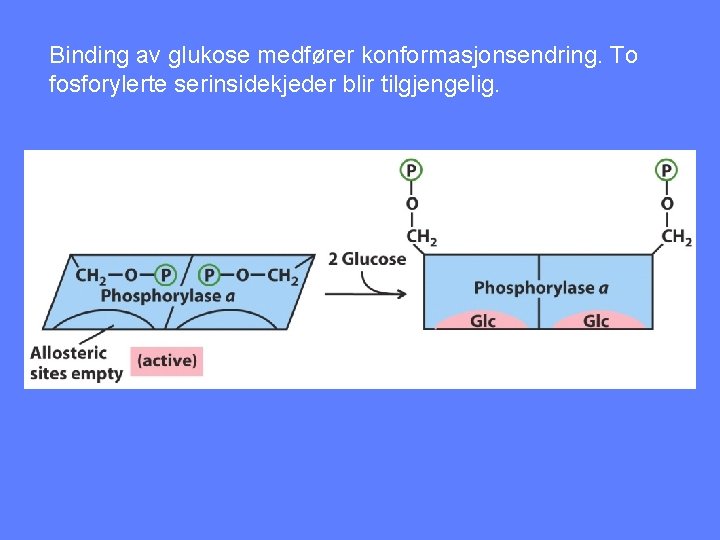 Binding av glukose medfører konformasjonsendring. To fosforylerte serinsidekjeder blir tilgjengelig. 