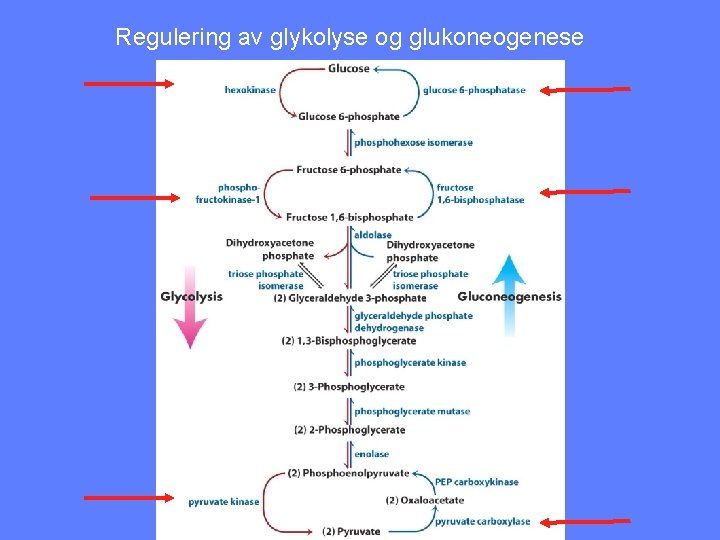 Regulering av glykolyse og glukoneogenese 