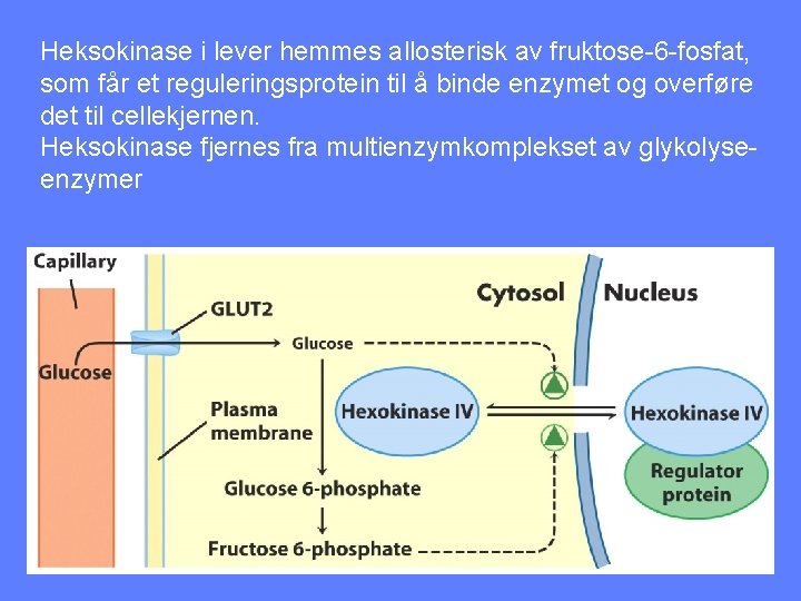 Heksokinase i lever hemmes allosterisk av fruktose-6 -fosfat, som får et reguleringsprotein til å