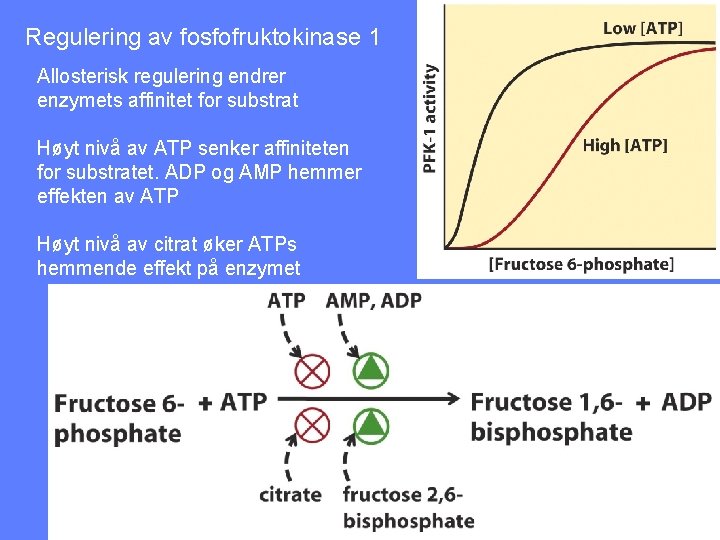 Regulering av fosfofruktokinase 1 Allosterisk regulering endrer enzymets affinitet for substrat Høyt nivå av