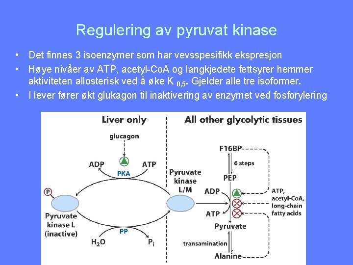 Regulering av pyruvat kinase • Det finnes 3 isoenzymer som har vevsspesifikk ekspresjon •