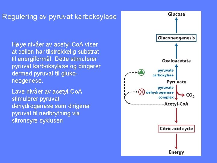 Regulering av pyruvat karboksylase Høye nivåer av acetyl-Co. A viser at cellen har tilstrekkelig