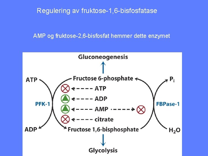 Regulering av fruktose-1, 6 -bisfosfatase AMP og fruktose-2, 6 -bisfosfat hemmer dette enzymet 