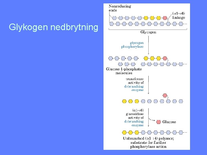 Glykogen nedbrytning 