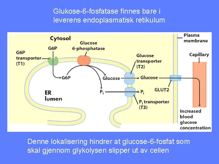 Glukose-6 -fosfatase finnes bare i leverens endoplasmatisk retikulum Denne lokalisering hindrer at glucose-6 -fosfat