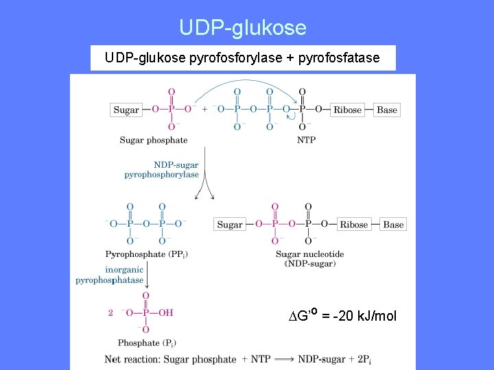 UDP-glukose pyrofosforylase + pyrofosfatase G’o = -20 k. J/mol 