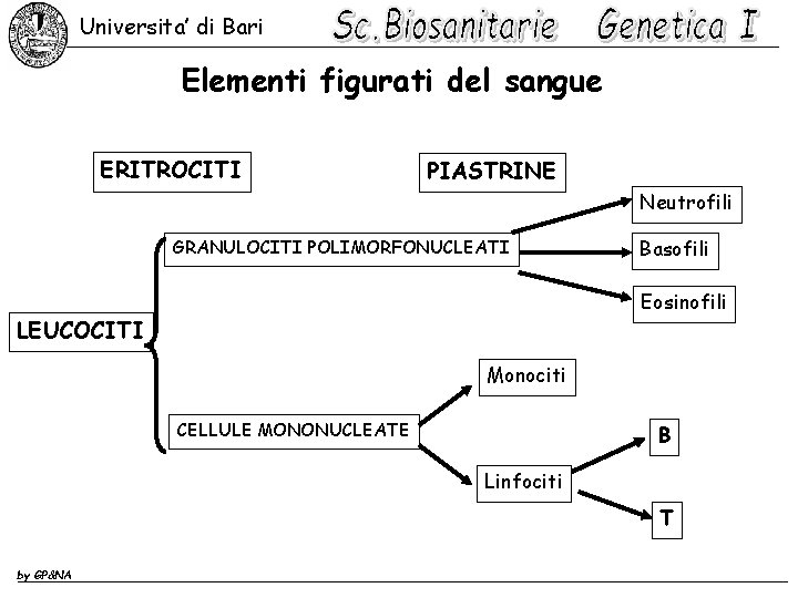 Universita’ di Bari Elementi figurati del sangue ERITROCITI PIASTRINE Neutrofili GRANULOCITI POLIMORFONUCLEATI Basofili Eosinofili