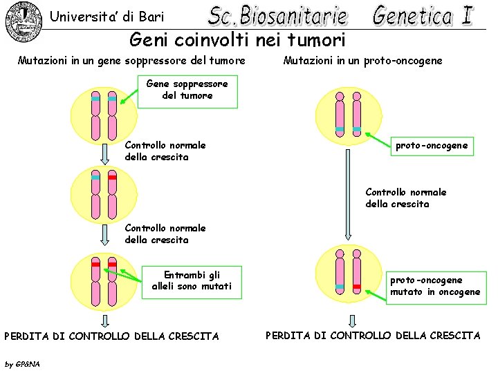 Universita’ di Bari Geni coinvolti nei tumori Mutazioni in un gene soppressore del tumore