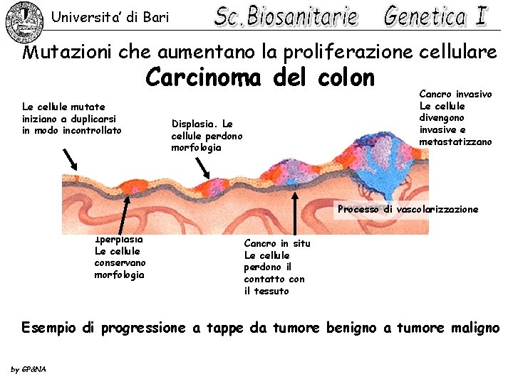 Universita’ di Bari Mutazioni che aumentano la proliferazione cellulare Carcinoma del colon Le cellule