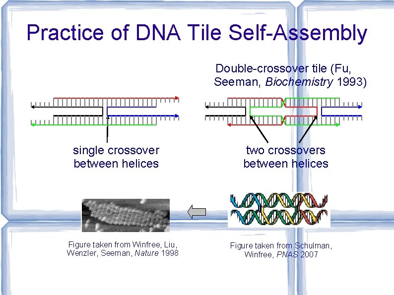 Practice of DNA Tile Self-Assembly Double-crossover tile (Fu, Seeman, Biochemistry 1993) single crossover between