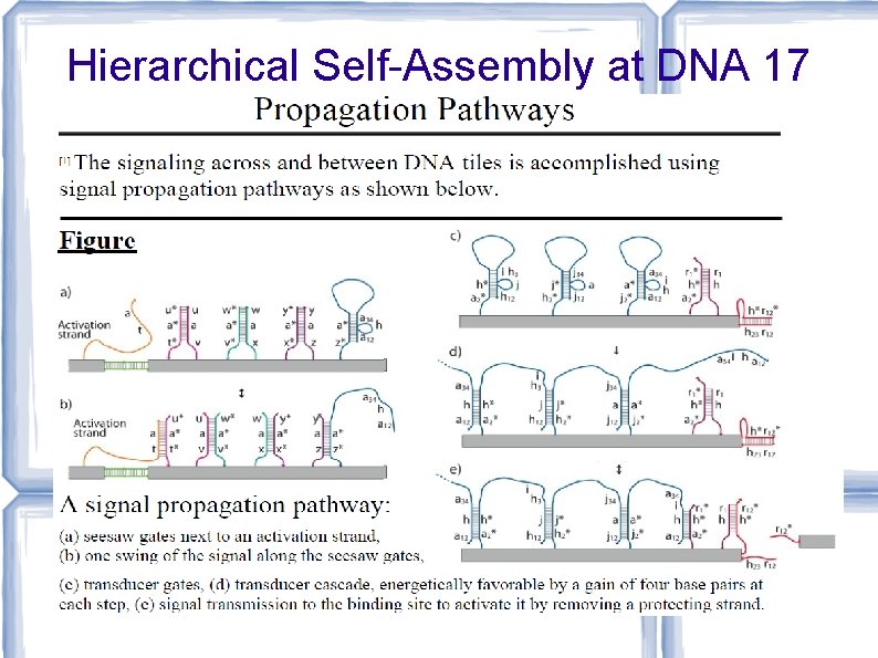 Hierarchical Self-Assembly at DNA 17 