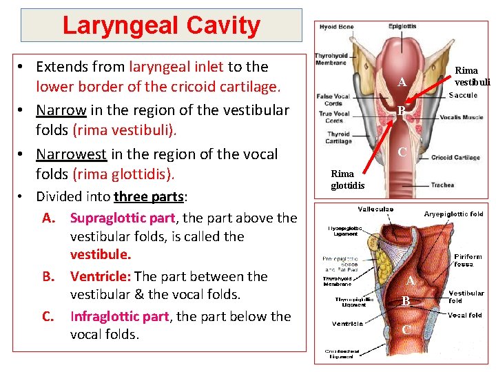 Laryngeal Cavity • Extends from laryngeal inlet to the lower border of the cricoid