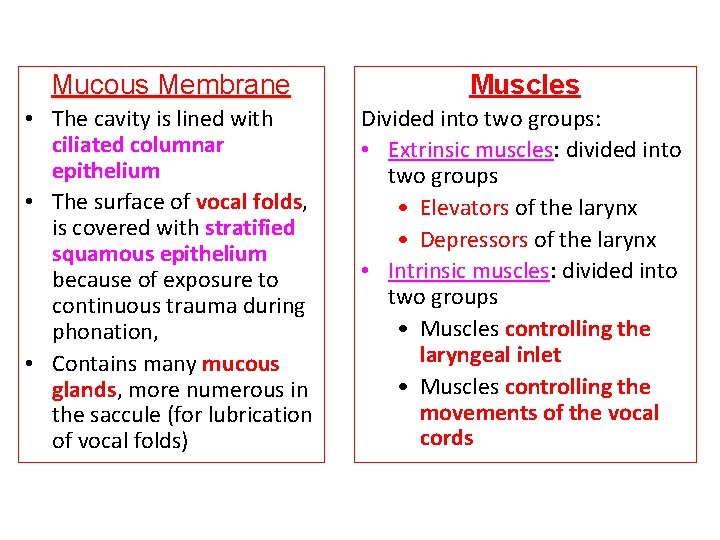 Mucous Membrane Muscles • The cavity is lined with ciliated columnar epithelium • The