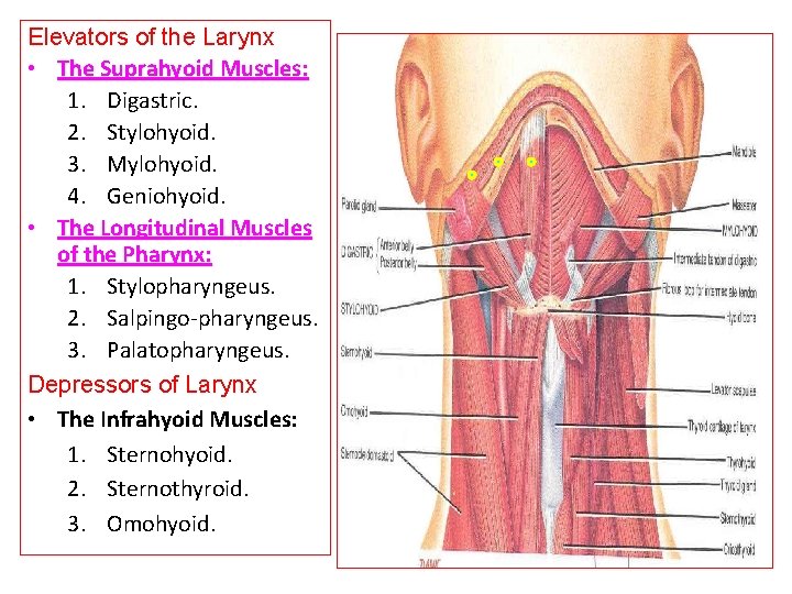 Elevators of the Larynx • The Suprahyoid Muscles: 1. Digastric. 2. Stylohyoid. 3. Mylohyoid.