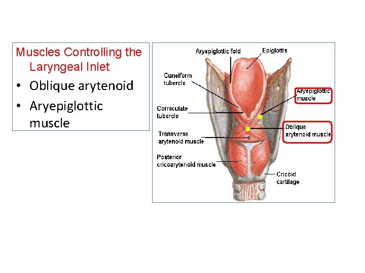 Muscles Controlling the Laryngeal Inlet • Oblique arytenoid • Aryepiglottic muscle 