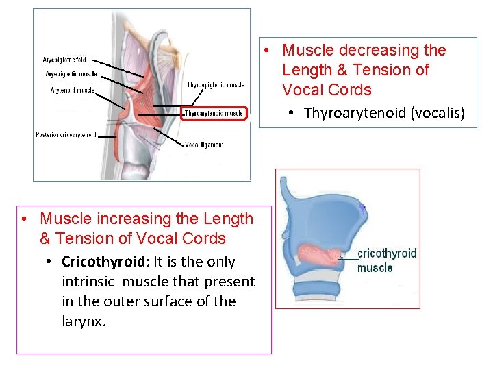  • Muscle decreasing the Length & Tension of Vocal Cords • Thyroarytenoid (vocalis)