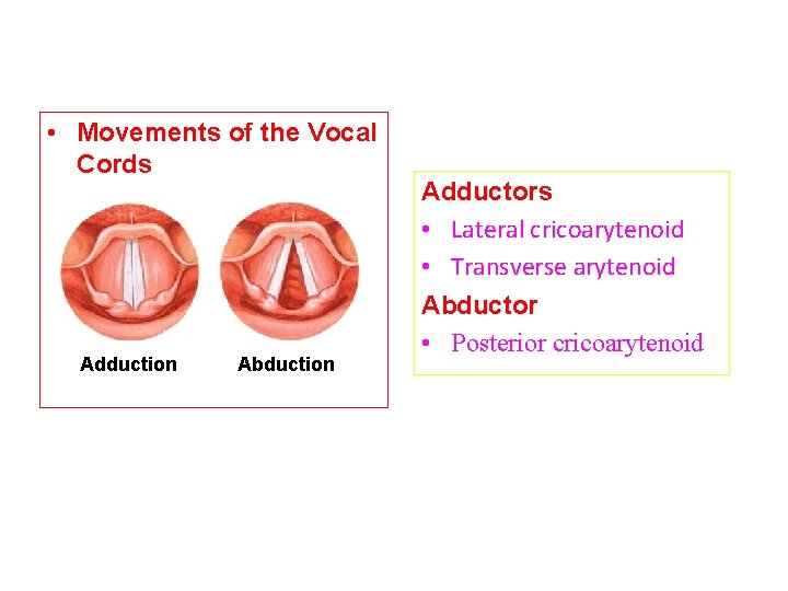  • Movements of the Vocal Cords Adduction Abduction Adductors • Lateral cricoarytenoid •