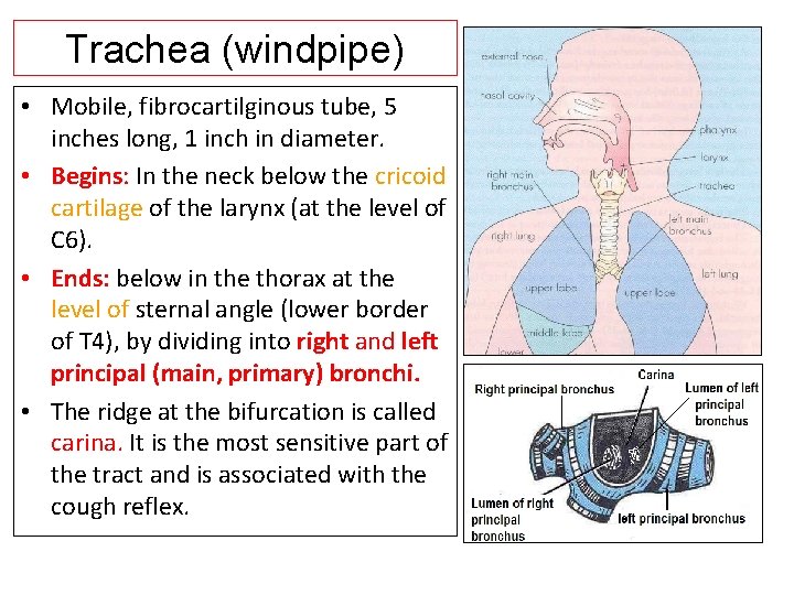 Trachea (windpipe) • Mobile, fibrocartilginous tube, 5 inches long, 1 inch in diameter. •