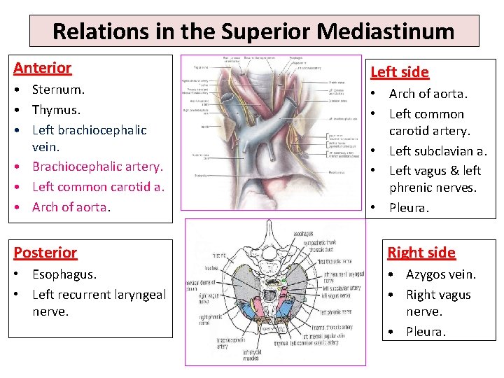 Relations in the Superior Mediastinum Anterior • Sternum. • Thymus. • Left brachiocephalic vein.