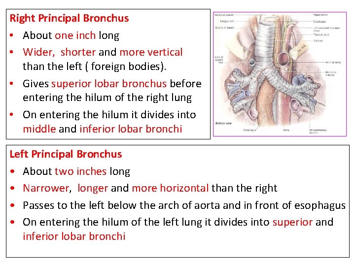 Right Principal Bronchus • About one inch long • Wider, shorter and more vertical