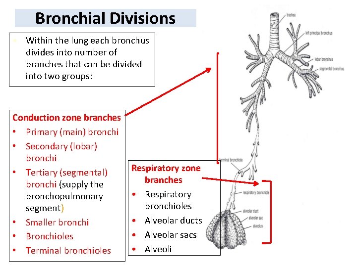 Bronchial Divisions • Within the lung each bronchus divides into number of branches that