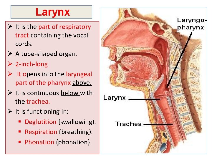 Larynx Ø It is the part of respiratory tract containing the vocal cords. Ø