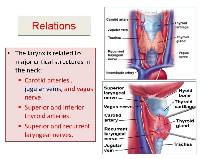 Relations • The larynx is related to major critical structures in the neck: §