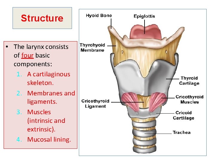 Structure • The larynx consists of four basic components: 1. A cartilaginous skeleton. 2.