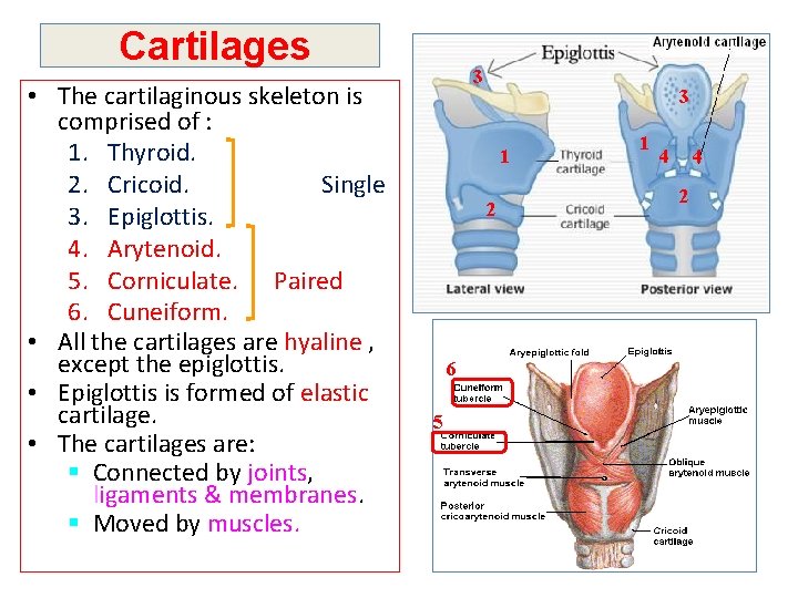 Cartilages • The cartilaginous skeleton is comprised of : 1. Thyroid. 2. Cricoid. Single