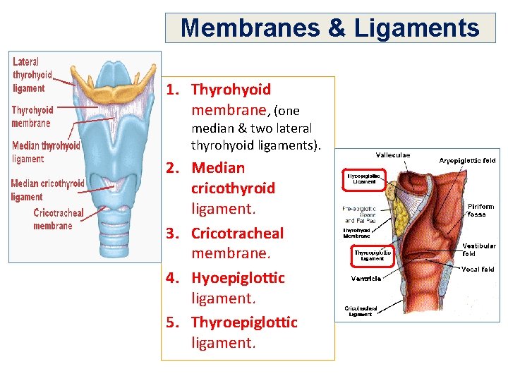 Membranes & Ligaments 1. Thyrohyoid membrane, (one median & two lateral thyrohyoid ligaments). 2.