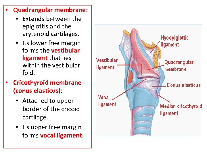  • Quadrangular membrane: • Extends between the epiglottis and the arytenoid cartilages. •