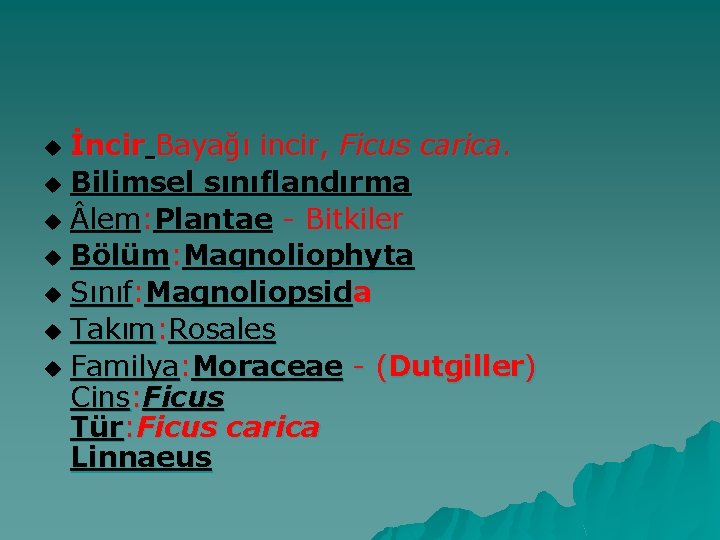 İncir Bayağı incir, Ficus carica. u Bilimsel sınıflandırma u lem: Plantae - Bitkiler u