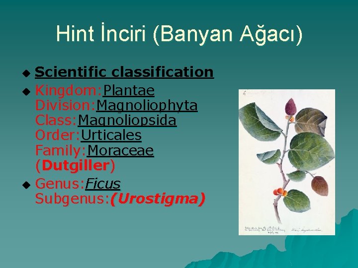 Hint İnciri (Banyan Ağacı) Scientific classification u Kingdom: Plantae Division: Magnoliophyta Class: Magnoliopsida Order:
