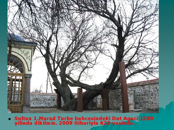 u Sultan 1. Murad Turbe bahcesindeki Dut Agaci 1389 yilinda dikilmis. 2009 itibariyla 620