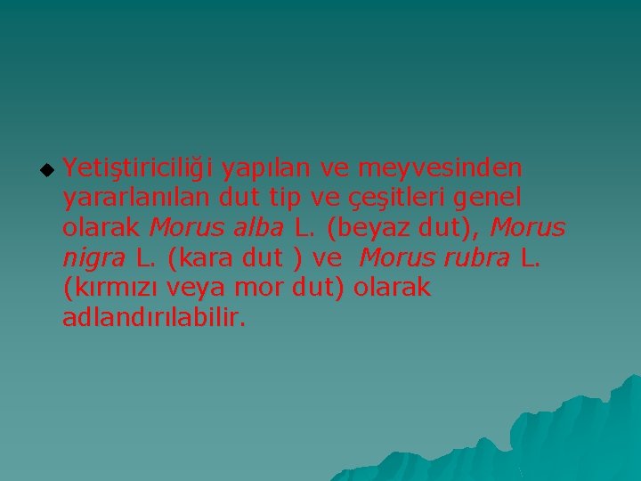 u Yetiştiriciliği yapılan ve meyvesinden yararlanılan dut tip ve çeşitleri genel olarak Morus alba