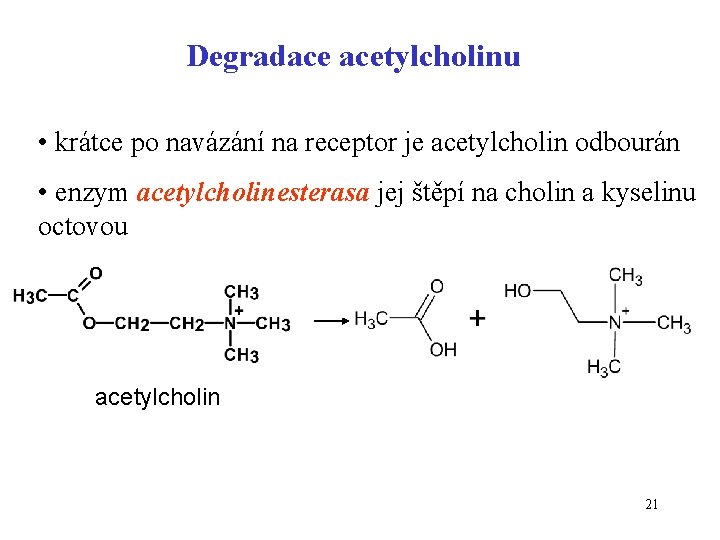 Degradace acetylcholinu • krátce po navázání na receptor je acetylcholin odbourán • enzym acetylcholinesterasa