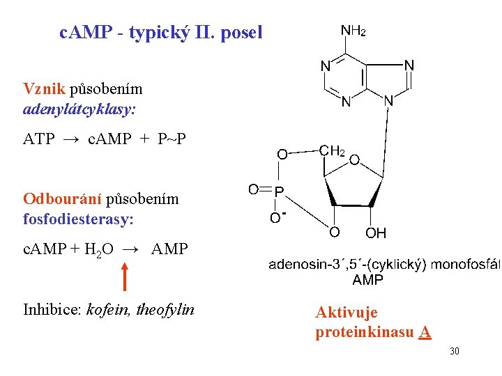 c. AMP - typický II. posel Vznik působením adenylátcyklasy: ATP → c. AMP +