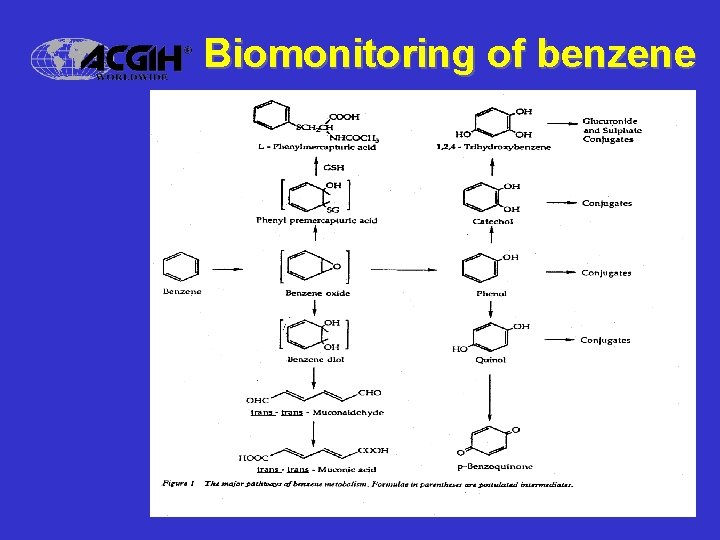 Biomonitoring of benzene 