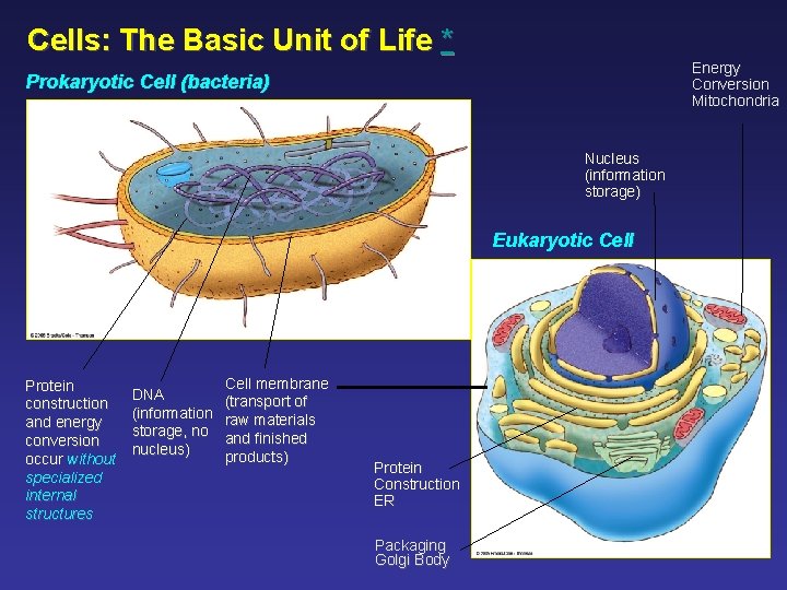 Cells: The Basic Unit of Life * Energy Conversion Mitochondria Prokaryotic Cell (bacteria) Nucleus