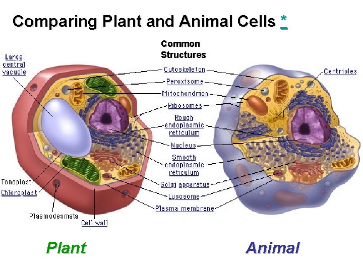 Comparing Plant and Animal Cells * Common Structures Plant Animal 