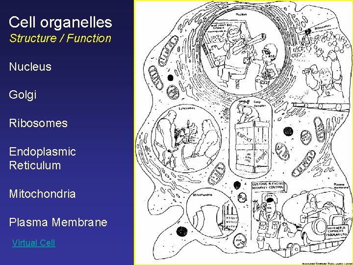 Cell organelles Structure / Function Nucleus Golgi Ribosomes Endoplasmic Reticulum Mitochondria Plasma Membrane Virtual