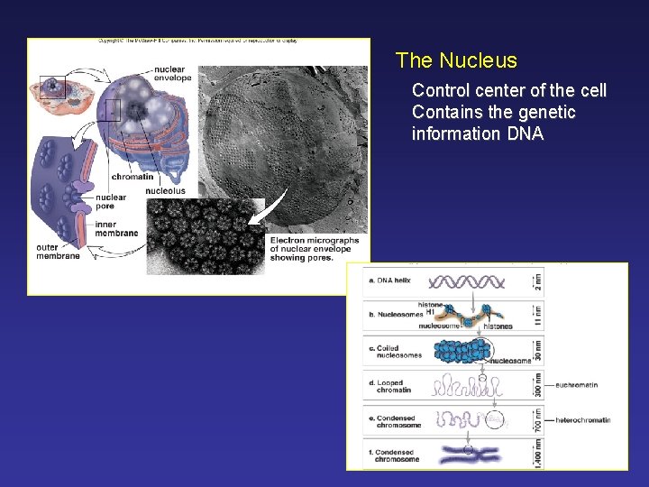 The Nucleus Control center of the cell Contains the genetic information DNA 