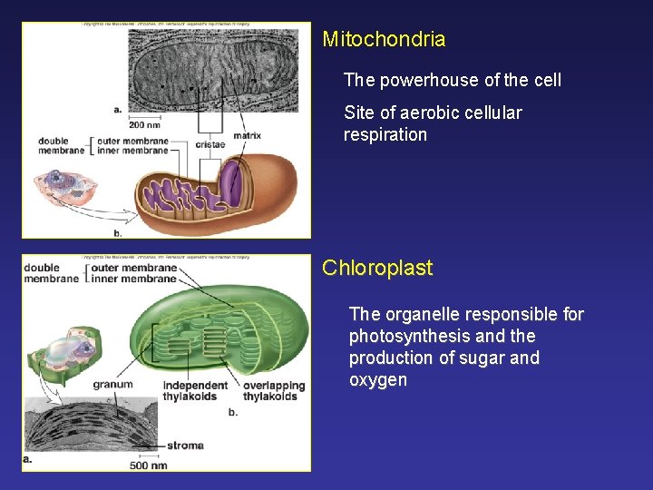 Mitochondria The powerhouse of the cell Site of aerobic cellular respiration Chloroplast The organelle