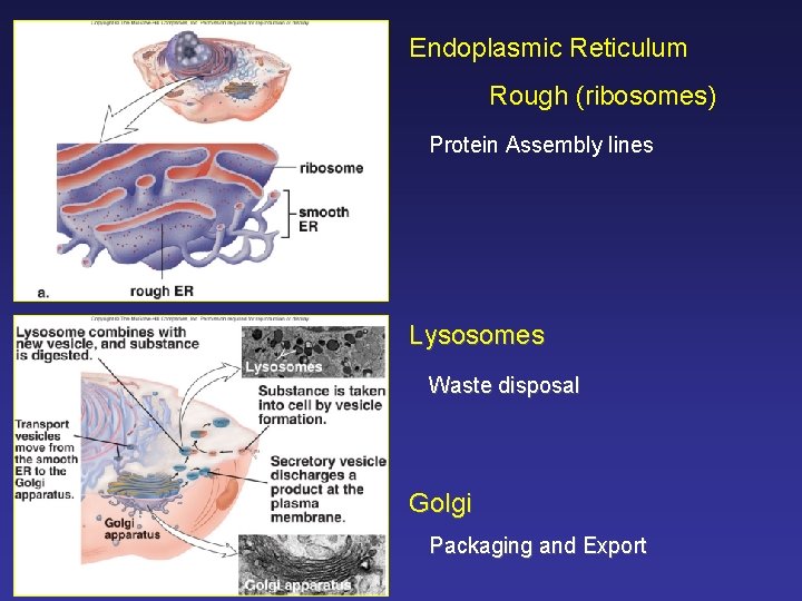 Endoplasmic Reticulum Rough (ribosomes) Protein Assembly lines Lysosomes Waste disposal Golgi Packaging and Export
