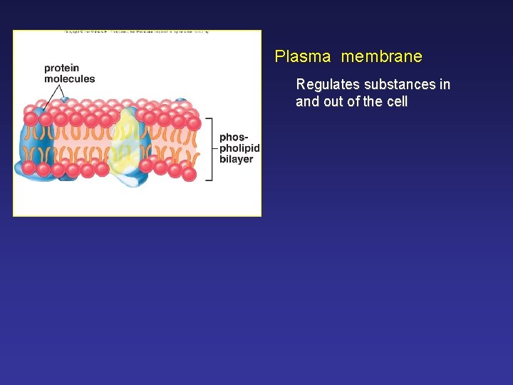 Plasma membrane Regulates substances in and out of the cell 
