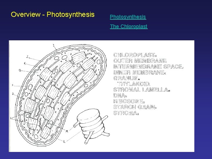 Overview - Photosynthesis The Chloroplast 